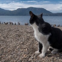 chat_et_canards 12/04/2019 - Quelques kilomètres plus à l'est, toujours au bord du même lac (le Lacar), je pose les roues de Jumbo pour encore une semaine. A ce train-là il...